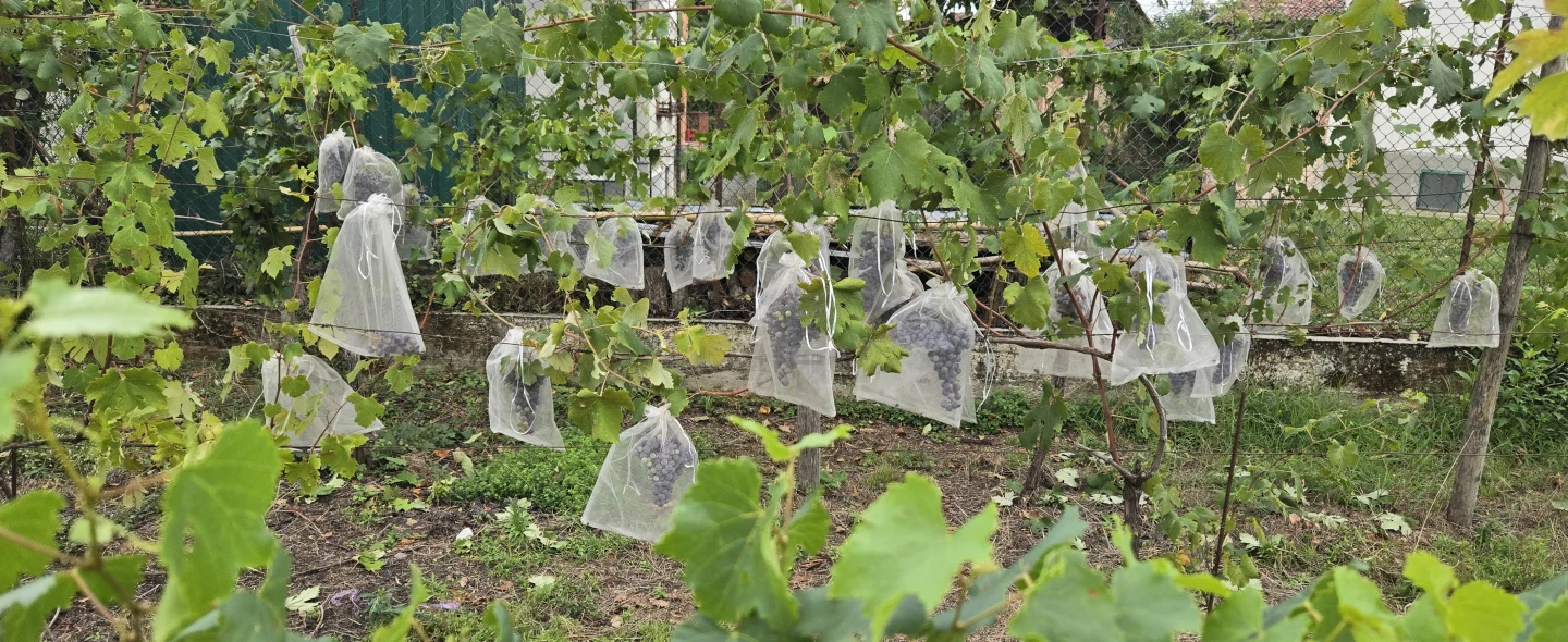 Grappoli sulle viti con sacchetti protettivi