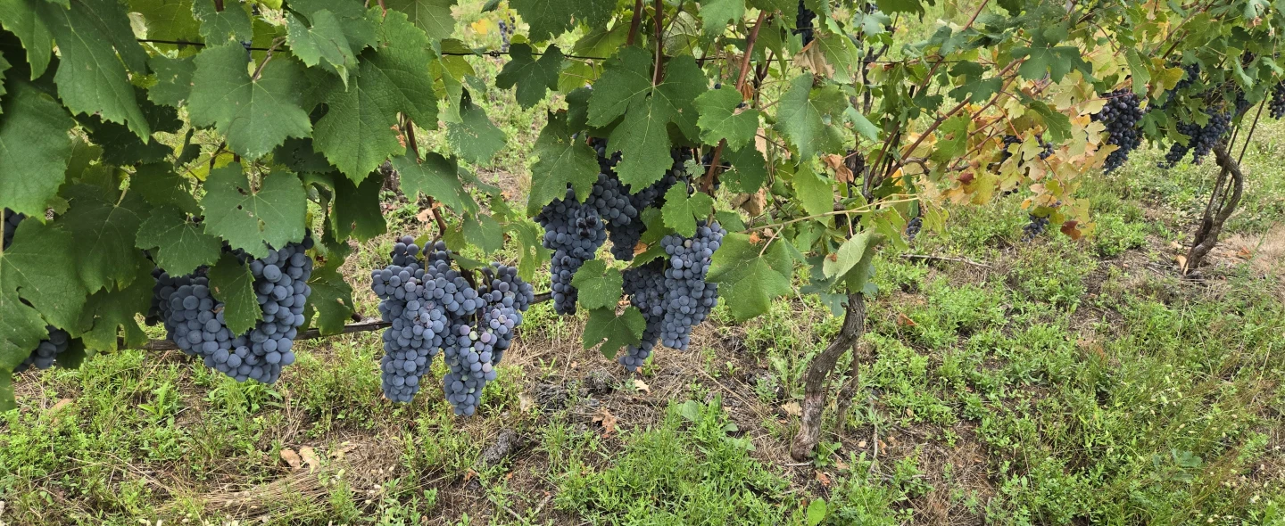 Grappoli di uva scura sui filari di Ponzio